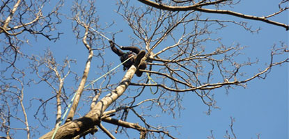 Tree Climbing