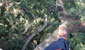 VerdeMaVerde milano - Tree Climbing e potature alberi ad alto fusto
