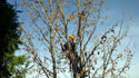verdemaverde: Potatura alberi da frutta e piante - 