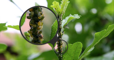 Prevenzione, riconoscimento e cura di malattie e parassiti piante - giardinieri VerdeMaVerde