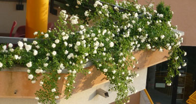 progettazione e realizzazione verde per terrazzi e balconi