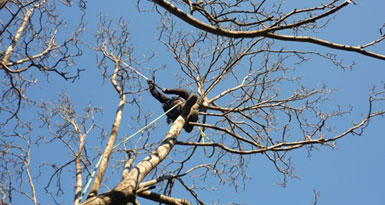 tree climbing milano - giardinieri VerdeMaVerde